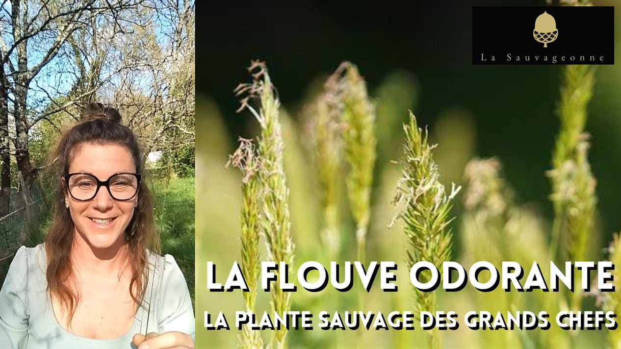La flouve odorante, la plante sauvage des grands chefs